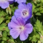 Preview: Geranium Hybride 'Rozanne' ® - blauer Storchschnabel 'Rozanne' ®